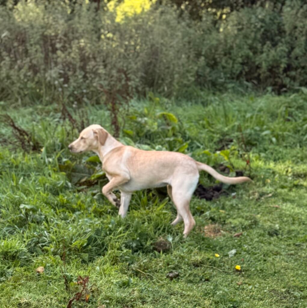 The current image has no alternative text. The file name is: IMG_2354.jpeg